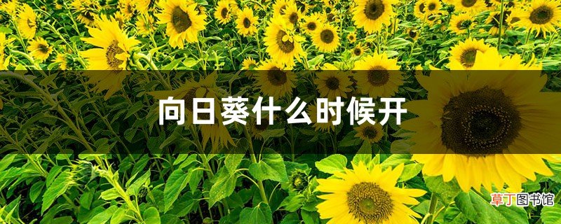 向日葵花期，向日葵什么季节