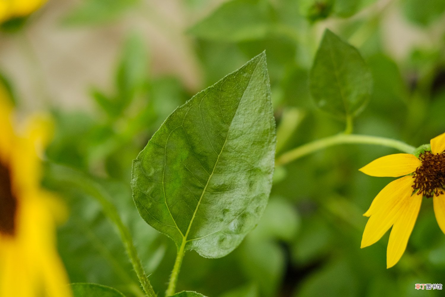向日葵花期，向日葵什么季节