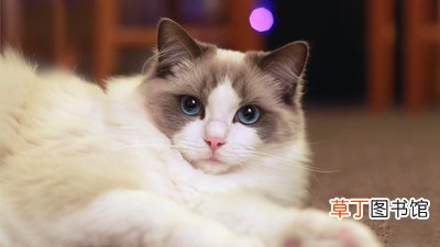 夏天猫咪剃毛的好处和坏处 夏天猫咪需要剃毛吗