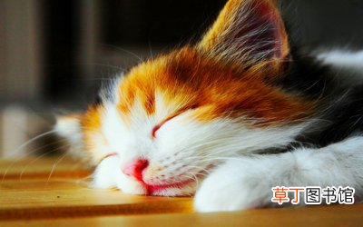 夏天猫咪剃毛的好处和坏处 夏天猫咪需要剃毛吗