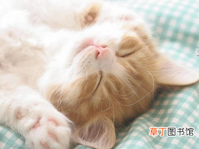 夏天猫咪剃毛的好处和坏处 夏天猫咪需要剃毛吗