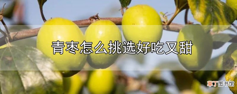 青枣怎么挑选好吃又甜