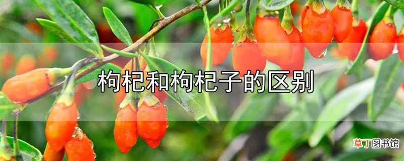 枸杞和枸杞子的区别