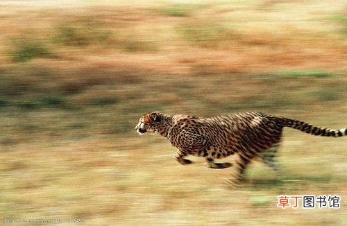 杭州野生动物园安全问题 杭州野生动物世界3只金钱豹外逃
