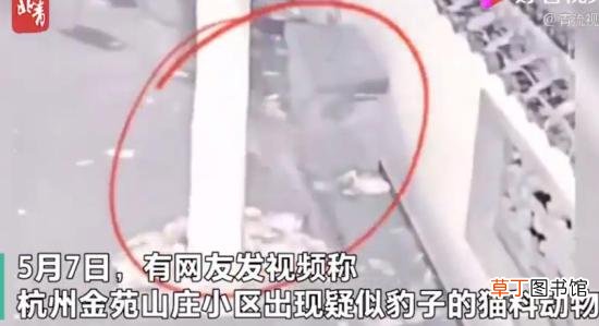 杭州野生动物园安全问题 杭州野生动物世界3只金钱豹外逃