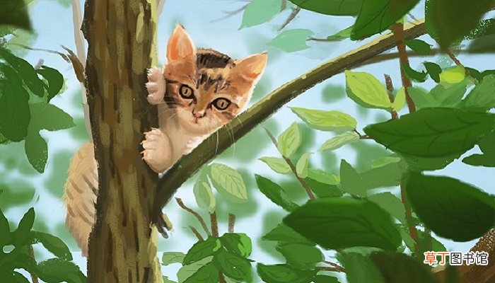 狐狸和猫的故事告诉我们什么道理 狐狸和猫的故事的启示