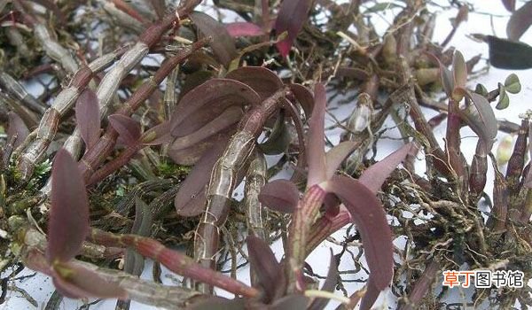 紫皮石斛的功效和吃法 紫皮石斛怎么吃