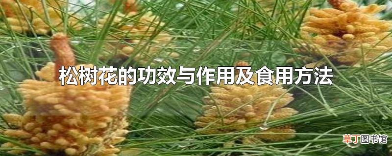 松树花的功效与作用及食用方法
