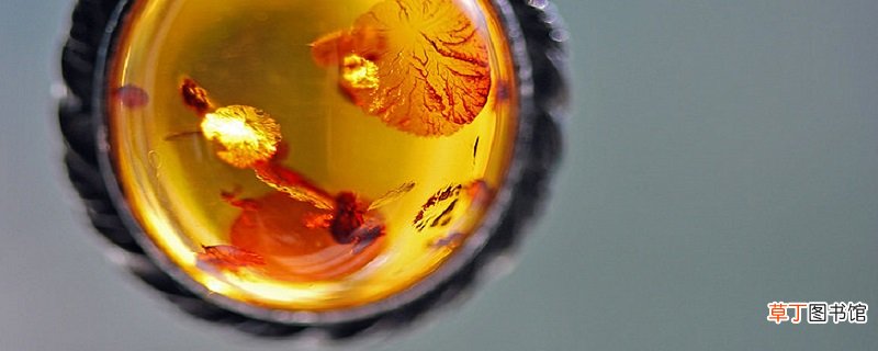 琥珀课文解析 琥珀课文的解析