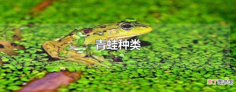 青蛙种类