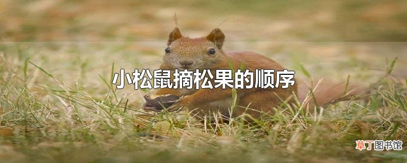 小松鼠摘松果的顺序