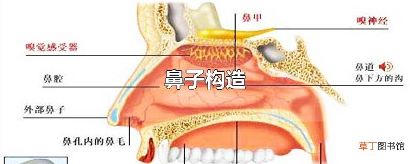 鼻子构造