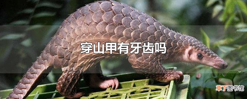 穿山甲有牙齿吗