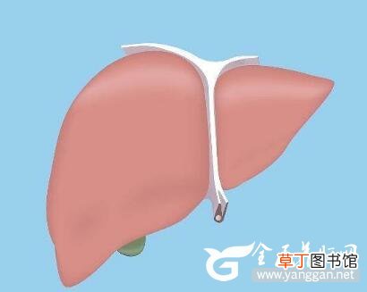 脂肪肝患者千万不能吃的3种食物