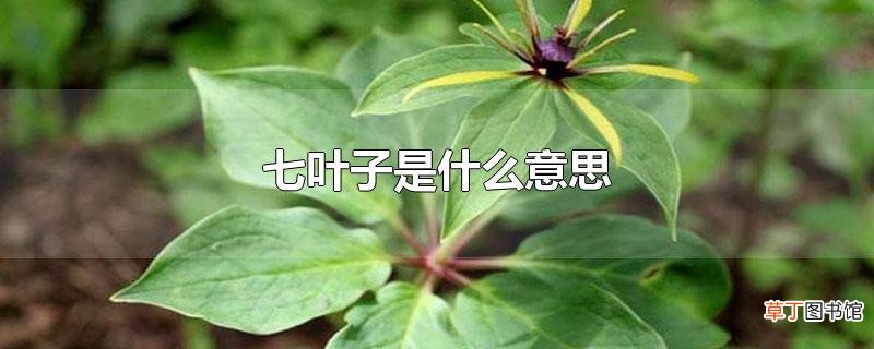 七叶子是什么意思