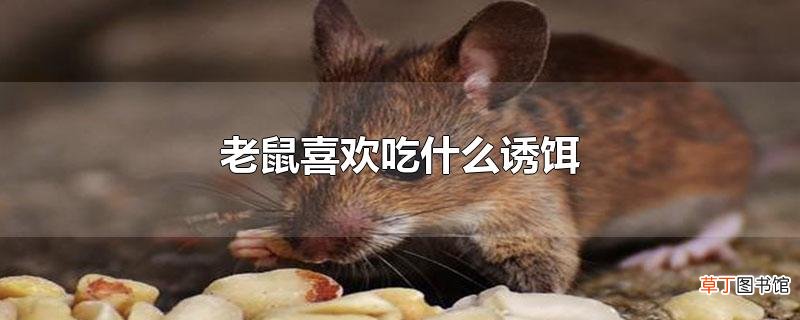 老鼠喜欢吃什么诱饵