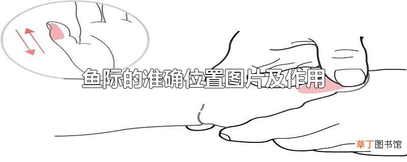 鱼际的准确位置图片及作用