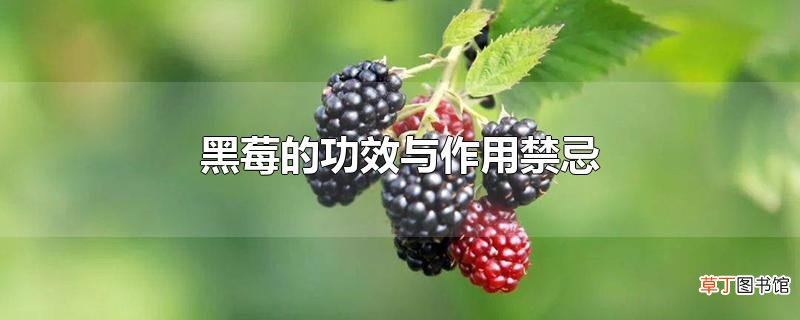 黑莓的功效与作用禁忌