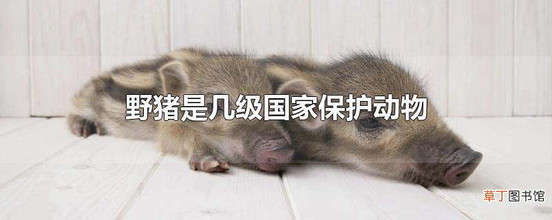 野猪是几级国家保护动物