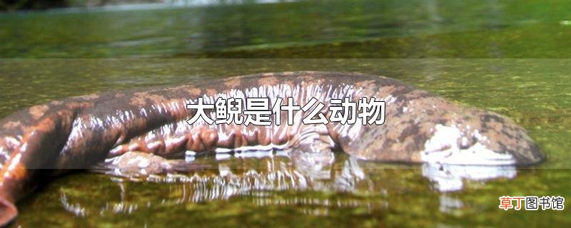 大鲵是什么动物
