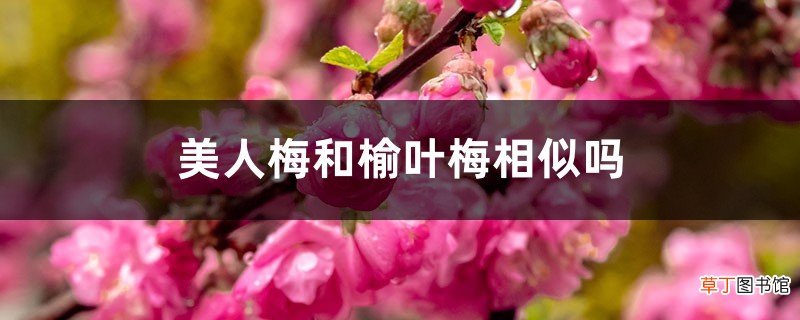 美人梅和榆叶梅的区别