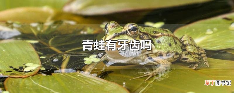 青蛙有牙齿吗