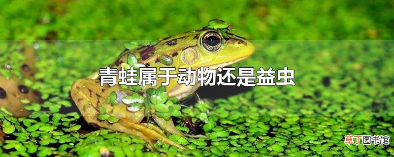 青蛙属于动物还是益虫