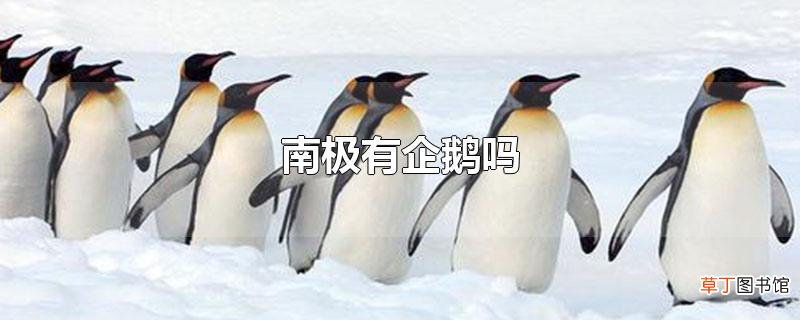南极有企鹅吗