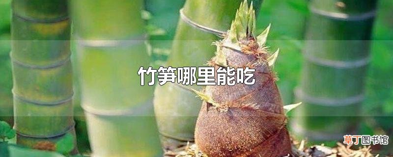 竹笋哪里能吃