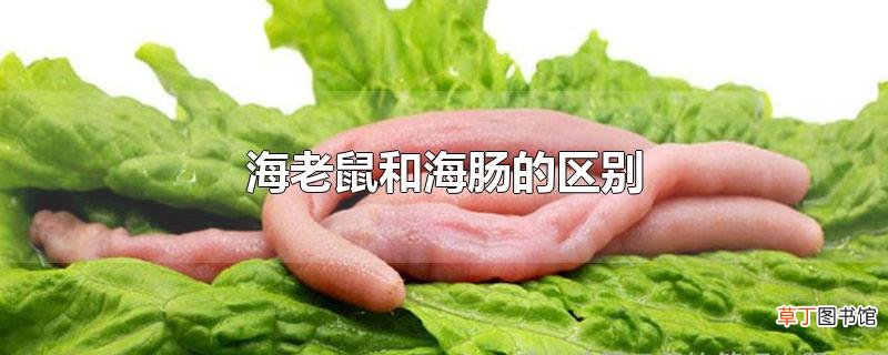 海老鼠和海肠的区别