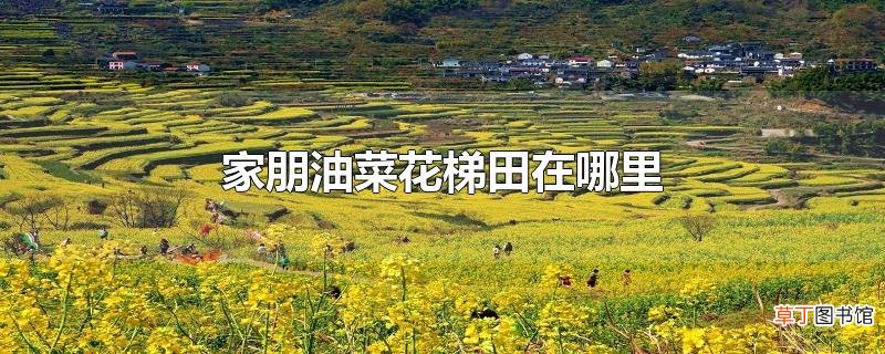 家朋油菜花梯田在哪里