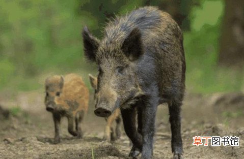 野猪怕什么如何赶野猪 希腊塞萨洛尼基市有野猪出没
