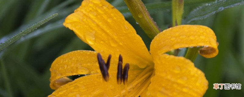 萱草和百合花的区别