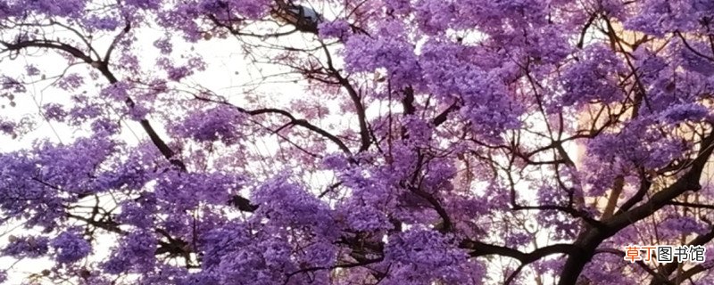 合欢花和蓝花楹的区别