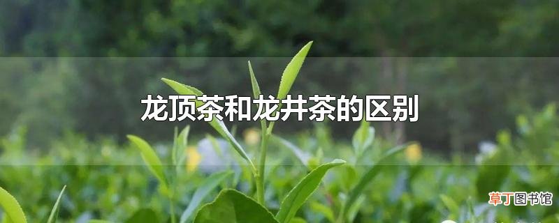 龙顶茶和龙井茶的区别