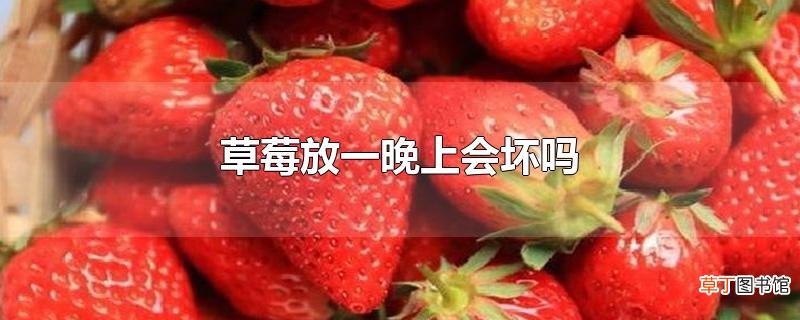草莓放一晚上会坏吗