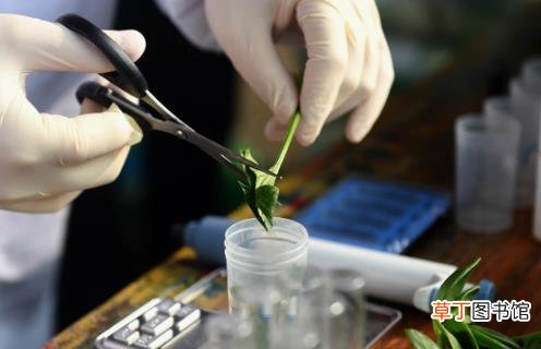 洗蔬菜水果时如何去掉农药残留 不同蔬果的农药分析