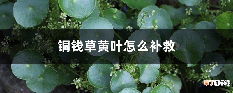 铜钱草黄叶的原因和处理办法