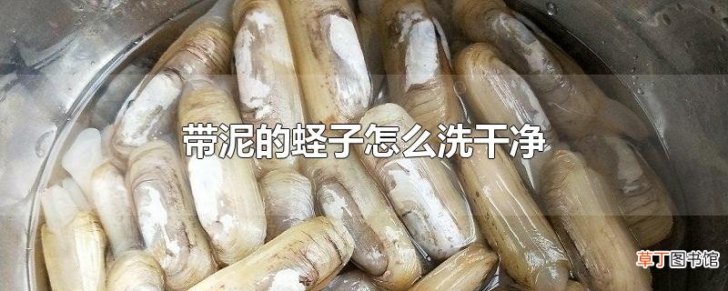 带泥的蛏子怎么洗干净