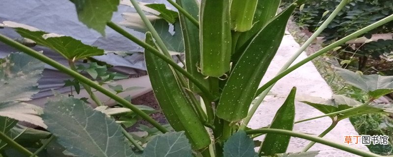 曼陀罗和秋葵怎么区别