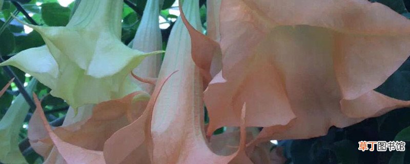 曼陀罗和牵牛花区别