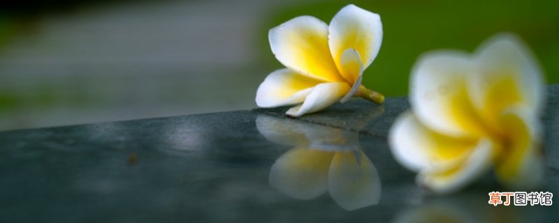 玉兰花和鸡蛋花的区别