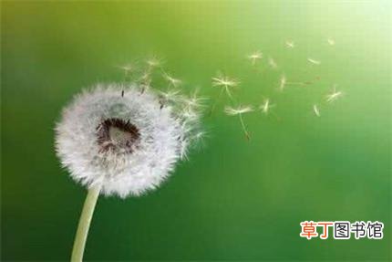 蒲公英治尿频吗-蒲公英能治尿频吗