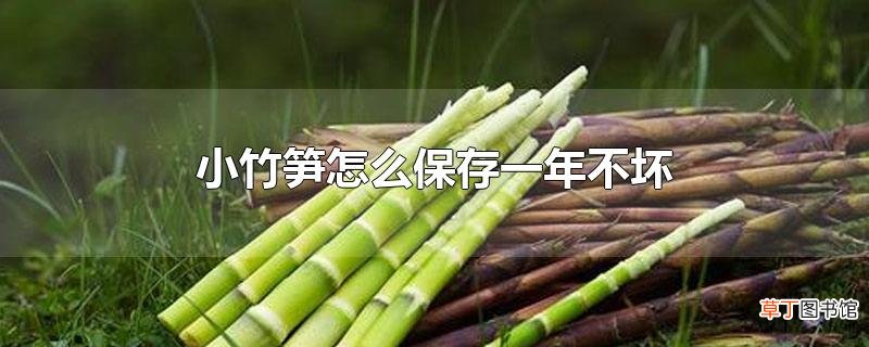 小竹笋怎么保存一年不坏