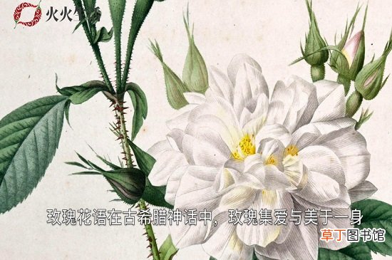 白玫瑰花语