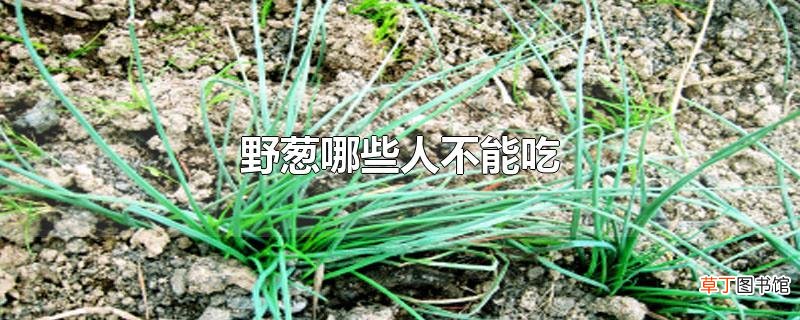 野葱哪些人不能吃