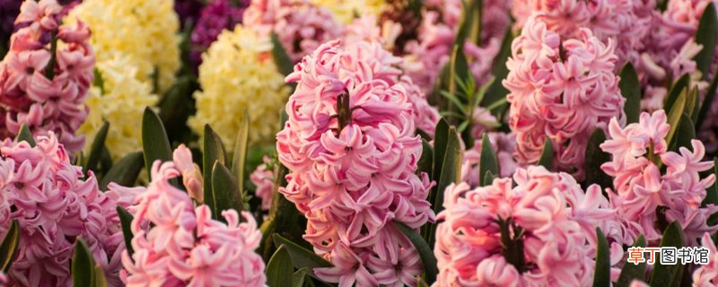 水仙花和风信子的区别