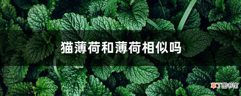 猫薄荷和薄荷的区别
