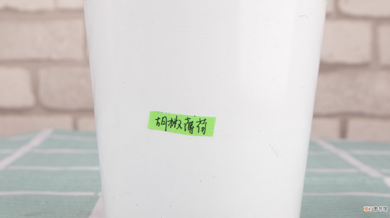 猫薄荷和薄荷的区别