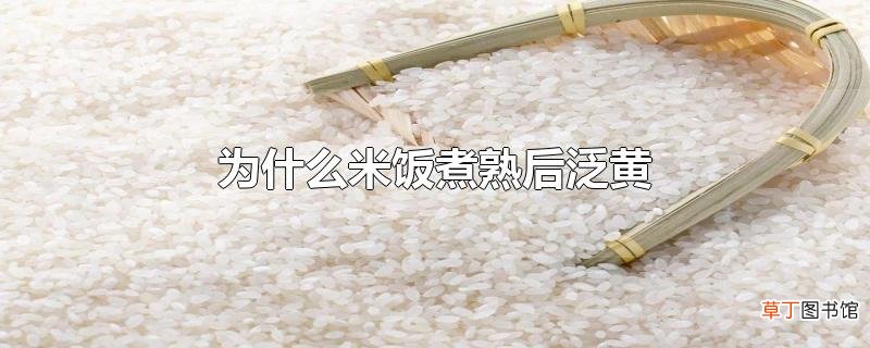 为什么米饭煮熟后泛黄